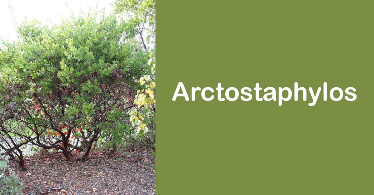 Arctostaphylos - Lambo Vivai